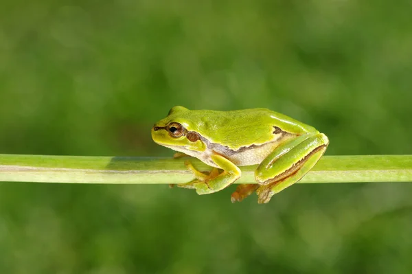 European Tree Frog Green Background — Stock Photo, Image