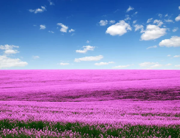 Campo Flores Primavera Cielo Azul — Foto de Stock