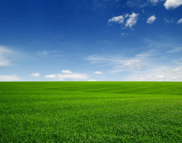 Zielone Pole Błękitne Niebo Chmurami — Zdjęcie stockowe