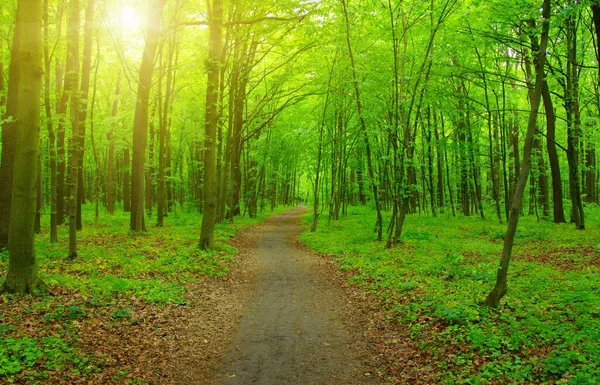 Skogen Med Solljus Solen Strålar Genom Grenar Träd — Stockfoto