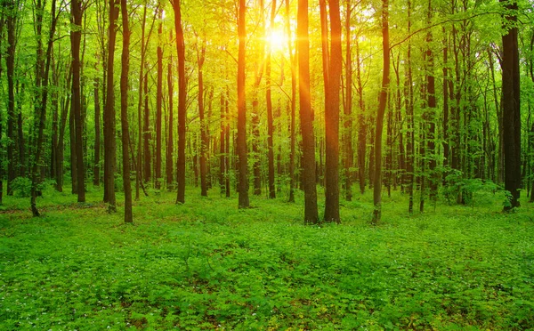 Skogen Med Solljus Solen Strålar Genom Grenar Träd — Stockfoto