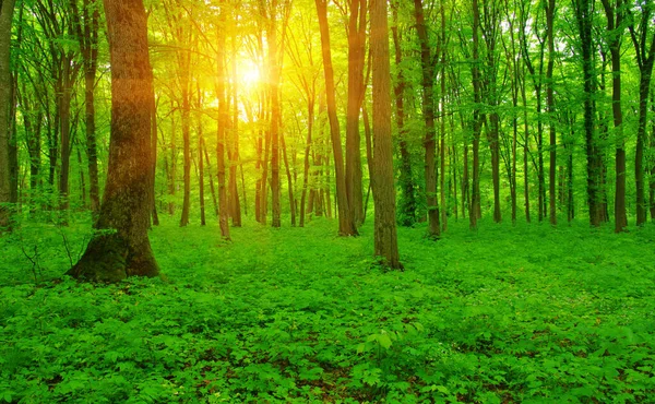 Sun beam in a green forest