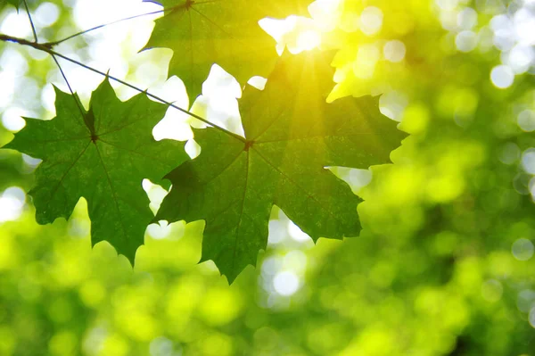 Foglie Verdi Sole Primavera — Foto Stock