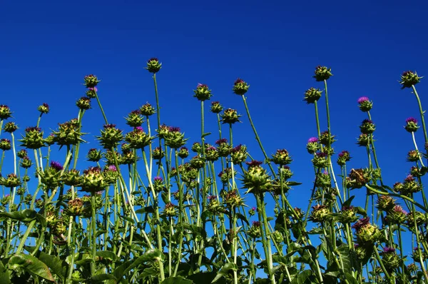 Campo Con Silybum Marianum Cardo Mariano Piante Medicali — Foto Stock