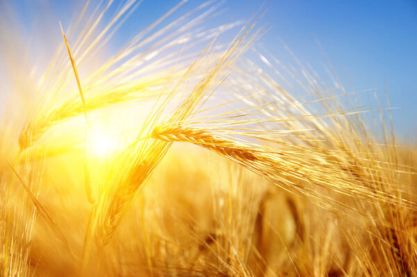 Золотая пшеница закрывается на солнце. Сельская местность под солнечным светом. Летний фон. Урожай роста.