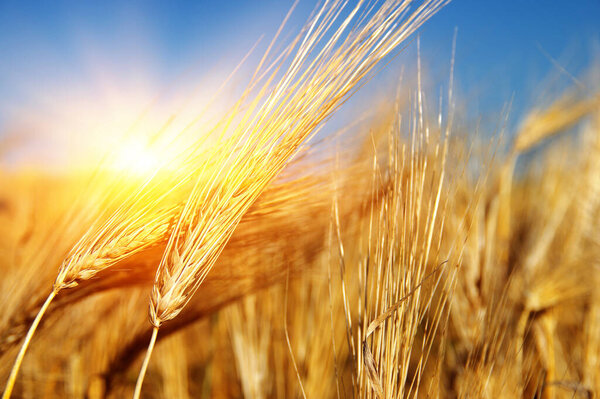 Золотая пшеница закрывается на солнце. Сельская местность под солнечным светом. Летний фон. Урожай роста.