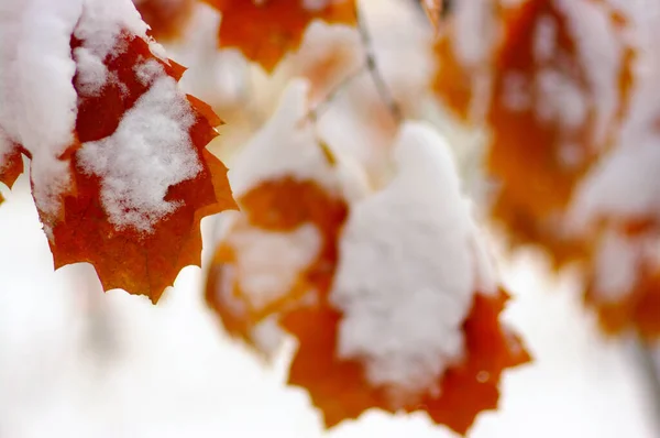 Feuilles Jaunes Dans Neige Contexte Hivernal — Photo