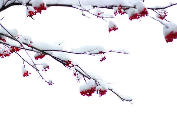 Rote Vogelbeersträuße Mit Schnee Bedeckt — Stockfoto