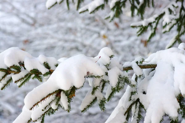 Fichtenzweige Winter Mit Schnee Bedeckt — Stockfoto