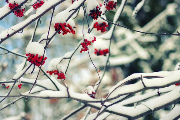 Red Bunches Rowan Covered Snow — Stock Photo, Image