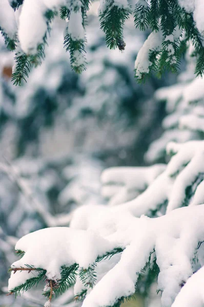 Ramas Abeto Cubiertas Nieve Invierno — Foto de Stock