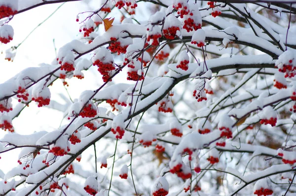 雪に覆われたローワンの赤い束 — ストック写真