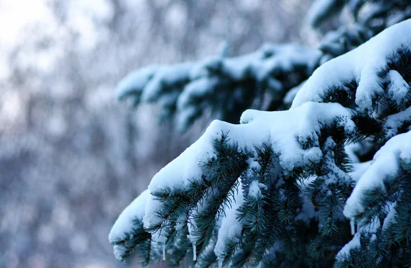 冬に雪に覆われたトウヒの枝 — ストック写真