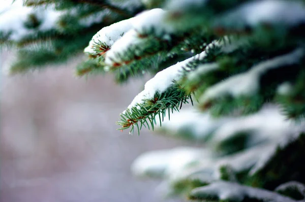 Ramos Abeto Cobertos Neve Inverno — Fotografia de Stock