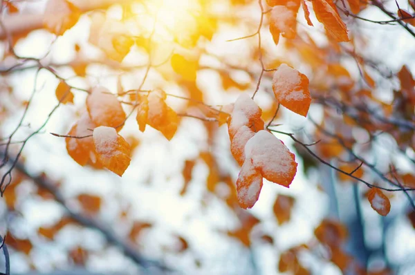 Folhas Amarelas Neve Sol Final Outono Início Inverno Fundo Natureza — Fotografia de Stock