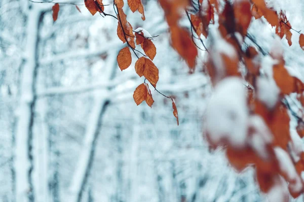 冬季森林里的黄叶 — 图库照片