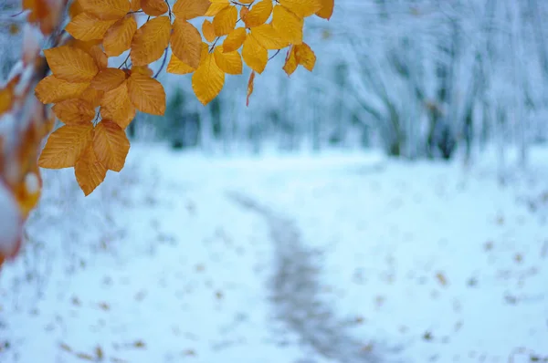 Gele Herfstbladeren Winterbos — Stockfoto