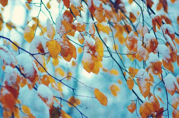 Folhas Outono Amarelas Floresta Inverno — Fotografia de Stock