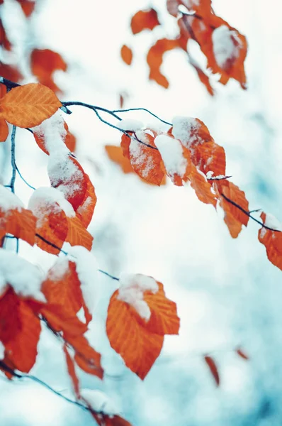 冬の森に黄色の紅葉 — ストック写真