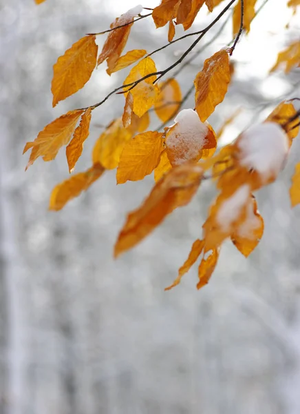 Желтые Листья Снегу Поздняя Осень Ранняя Зима Размытый Природный Фон — стоковое фото