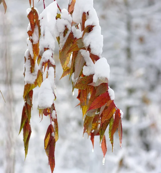 Yellow Leaves Snow Late Fall Early Winter Blurred Nature Background — Stock Photo, Image