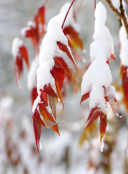 Gelbe Blätter Schnee Spätherbst Und Früher Winter Unscharfer Naturhintergrund Mit — Stockfoto