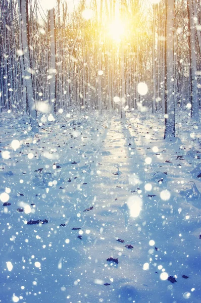 Zimní Les Slunci Strom Sněhu — Stock fotografie