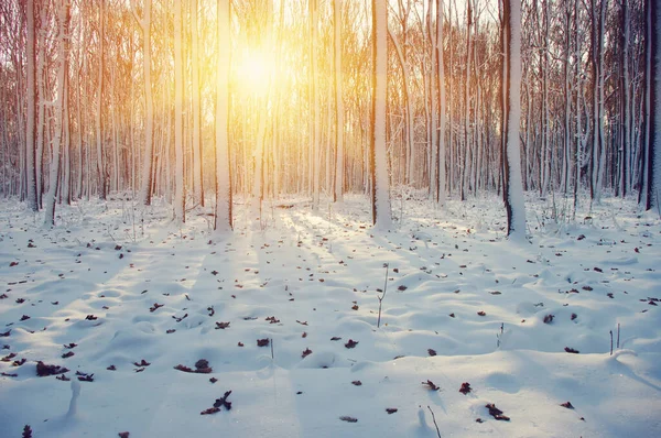 Zimní Les Slunci Strom Sněhu — Stock fotografie