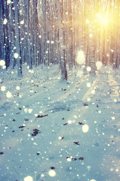 Winter Forest Sun Tree Snow — Stock Photo, Image