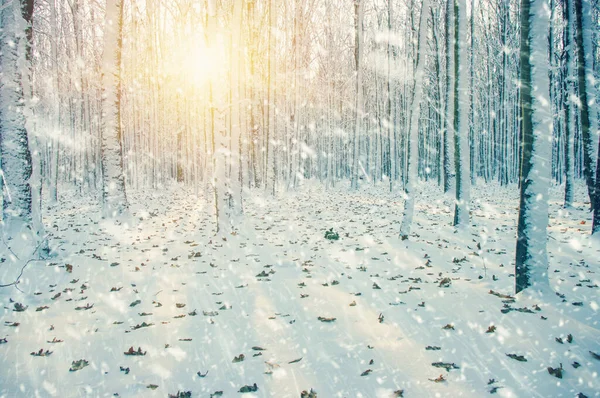 Winterwald Sonne Und Baum Schnee — Stockfoto