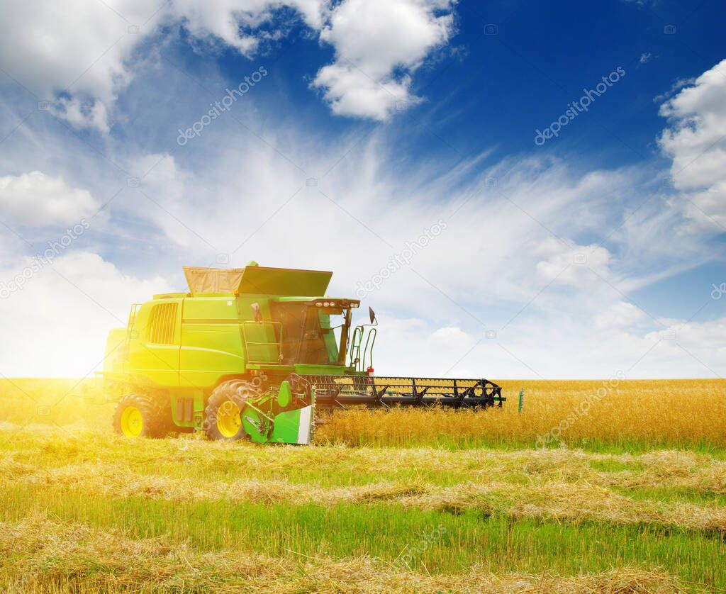 Harvester harvests. Combine working in field.