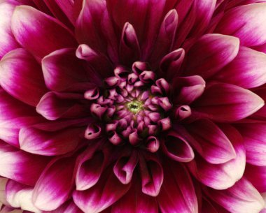 Dahlia çiçeği yakın plan. Makro. Doğa arkaplanı.