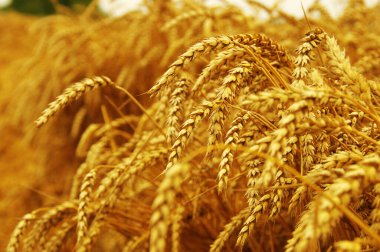 Olgunlaşan buğday başaklarının arka planı.