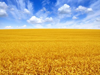 Gökyüzünde buğday tarlası ve güneş