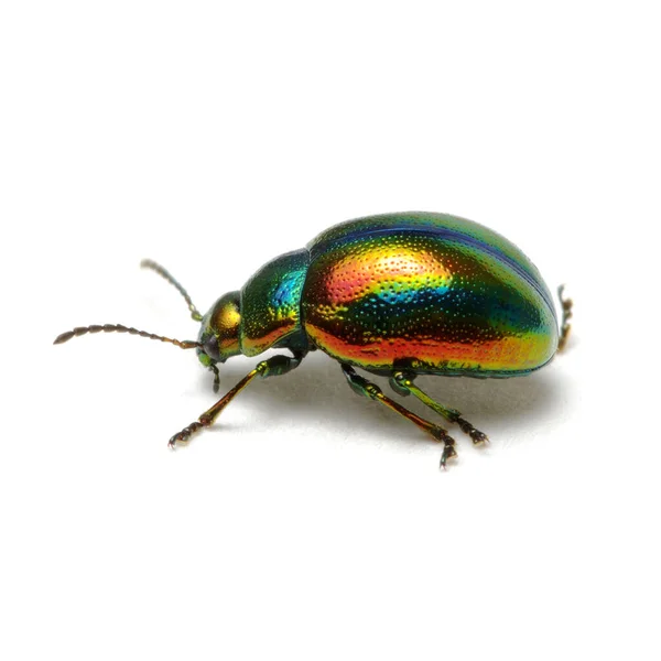 Grüner Käfer Isoliert Auf Weißem Hintergrund — Stockfoto