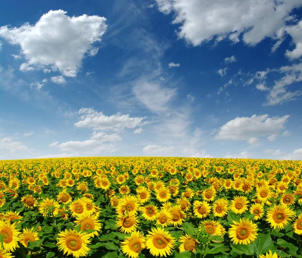 Pole Kwitnących Słoneczników Tle Błękitnego Nieba — Zdjęcie stockowe