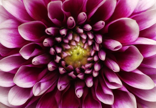 抽象的な花と美しい花弁 — ストック写真