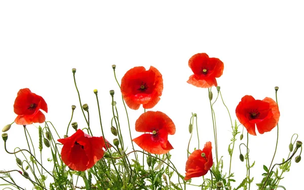 Red Poppies Isolated White — Stock Photo, Image