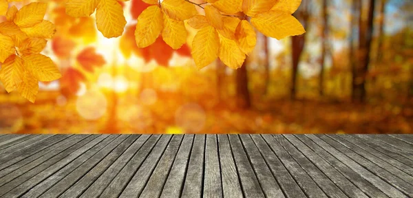 Holzstruktur Planke Und Herbstblätter Sonnenstrahlen — Stockfoto