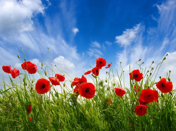 Amapolas Rojas Campo Cielo Nubes — Foto de Stock