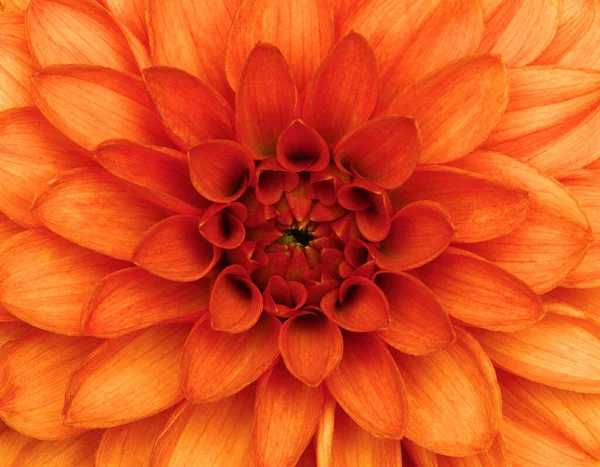 橙色大丽花花瓣宏观 花卉抽象背景 — 图库照片