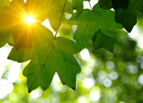 Groene Bladeren Zon Het Voorjaar — Stockfoto