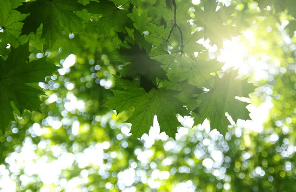 Gröna Blad Och Sol Våren — Stockfoto