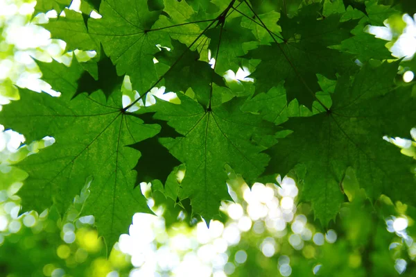 Green Leaves Bokeh Backgrounds — Stock Photo, Image