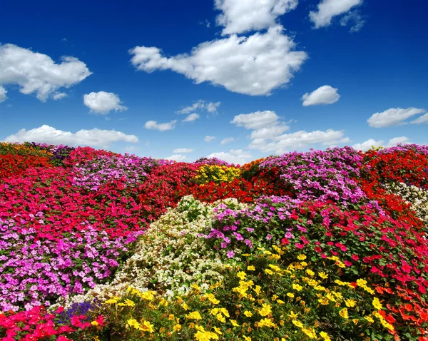 Blumenfeld Blauer Himmel Und Weiße Wolken — Stockfoto