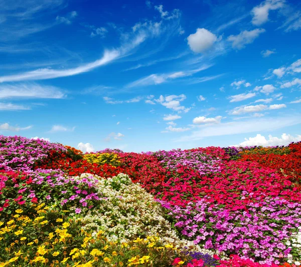 Blumenfeld Blauer Himmel Und Weiße Wolken — Stockfoto