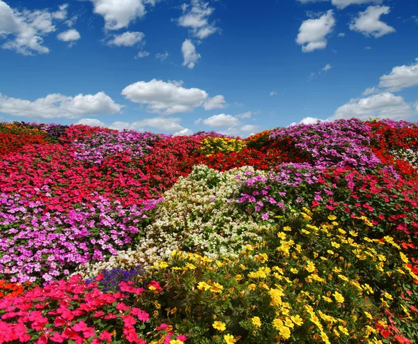 Pole Kwiatów Błękitne Niebo Białe Chmury — Zdjęcie stockowe