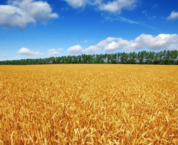 Пшеничное Поле Солнце Скале — стоковое фото