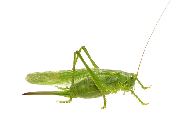 Green Locust Isolated White Background — Stock Photo, Image