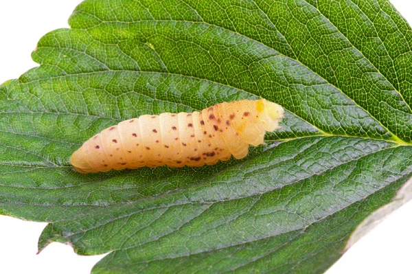 Chenille Sur Fond Blanc Gros Plan — Photo